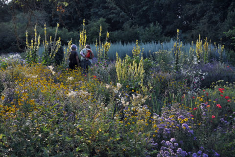 Abendstimmung im Aromagarten mit blühender Pflanzung ausgewählter Aromapflanzen