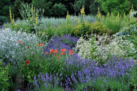 Großflächige Pflanzungen unterschiedlicher Aromapflanzen im Aromagarten der FAU
