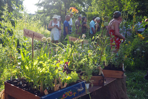 Verkauf von Aromapflanzen anlässlich des jährlich stattfindenden Aromagartenfestes