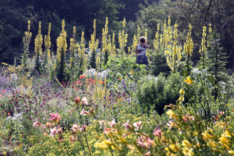 An heißen Sommertagen reichert sich die Luft über den Pflanzen mit ätherischen Ölen an, und der Besuch des Gartens wird zu einem besonderen Geruchserlebnis