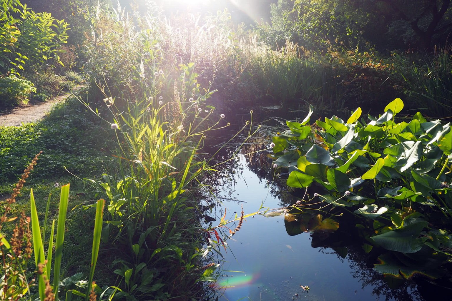 Aromagarten Botanischer Garten Erlangen