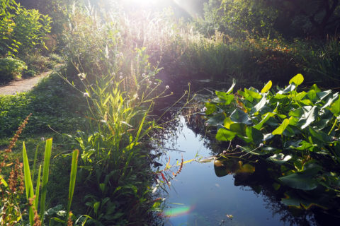 Teich im Aromagarten im stimmungsvollen Gegenlicht