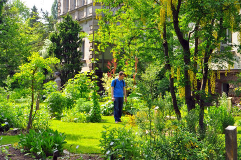 Der Arzneigarten des Botanischen Gartens Erlangen gliedert sich in Beetpflanzungen, die nach den Inhaltsstoffen geordnet sind