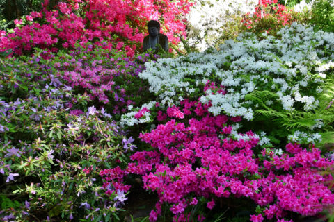 Blühende Rhododendren im Asiengarten des Botanischen Gartens Erlangen rahmen eine steinerne Buddha-Skulptur