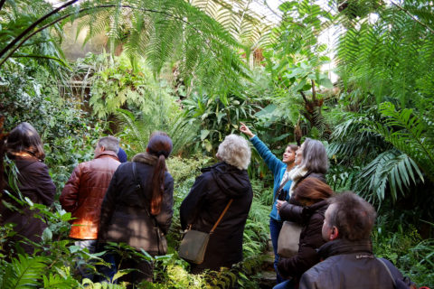 Führung durch das Farnhaus des Botanischen Gartens mit eindrucksvollen Baumfarnen