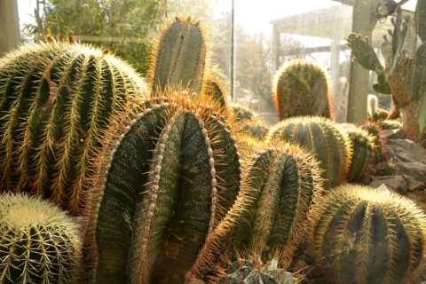 Markante Kakteen im Gegenlicht im Botanischen Garten Erlangen