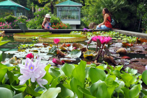 Wasserbecken mit tropischen Seerosen im Botanischen Garten Erlangen