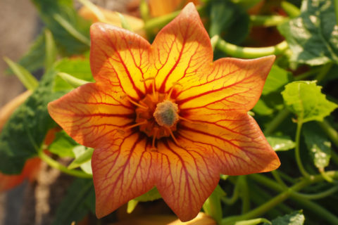 Die glockenförmigen Blüten von Canarina canariensis beeindrucken besonders durch ihre kräftig orange-rote Farbe