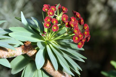 Auf den Makaronesischen Inseln gibt es viele verholzende Wolfsmilchgewächse (hier Euphorbia atropurpurea im Kanarenhaus des Botanischen Gartens der FAU