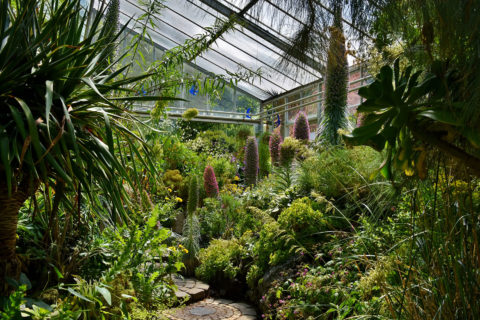 Im zeitigen Frühjahr ist die Vegetation der Makaronesischen Inseln im Gewächshaus im Botanischen Garten der FAU besonders sehenswert.