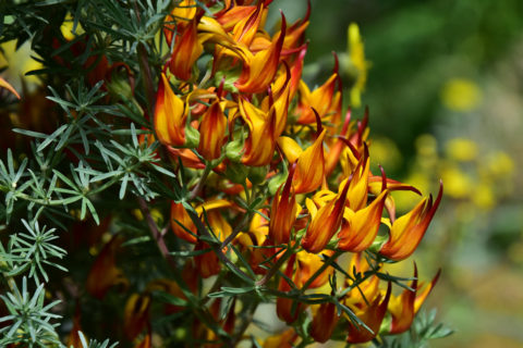 Die Blüten des Lotus maculatus zeigen klare Merkmale der Ornithogamie (Vogelbestäubung)