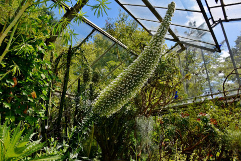 Beeindruckende Blüte des Teide-Natternkopfes (Echium wildpretii) im Kanarengewächshaus der FAU