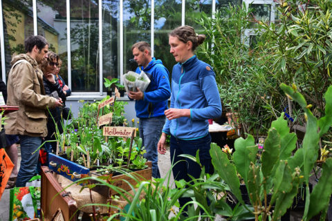 Verkauf von Heil- und Würzkräutern auf dem Wirtschaftshof des Botanischen Gartens