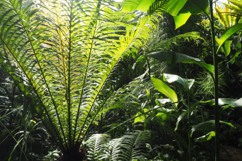 Brasilianischer Rippenfarn (Blechnum brasiliense) im Farnhaus des Botanischen Gartens