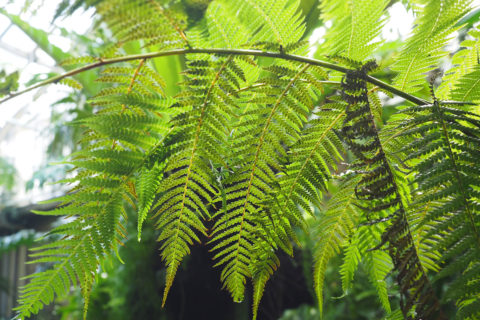 Australischer Baumfarn (Dicksonia antarctica) im Farnhaus des Botanischen Gartens