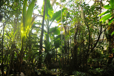 Mangrove-Becken im Gewächshaus des Botanische Gartens Erlangen