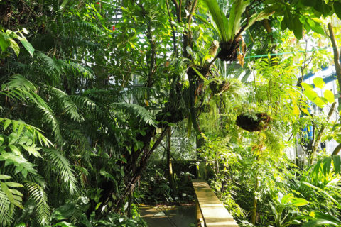 Blick in das Gewächshaus der Tieflandregenwälder des Botanischen Gartens Erlangen