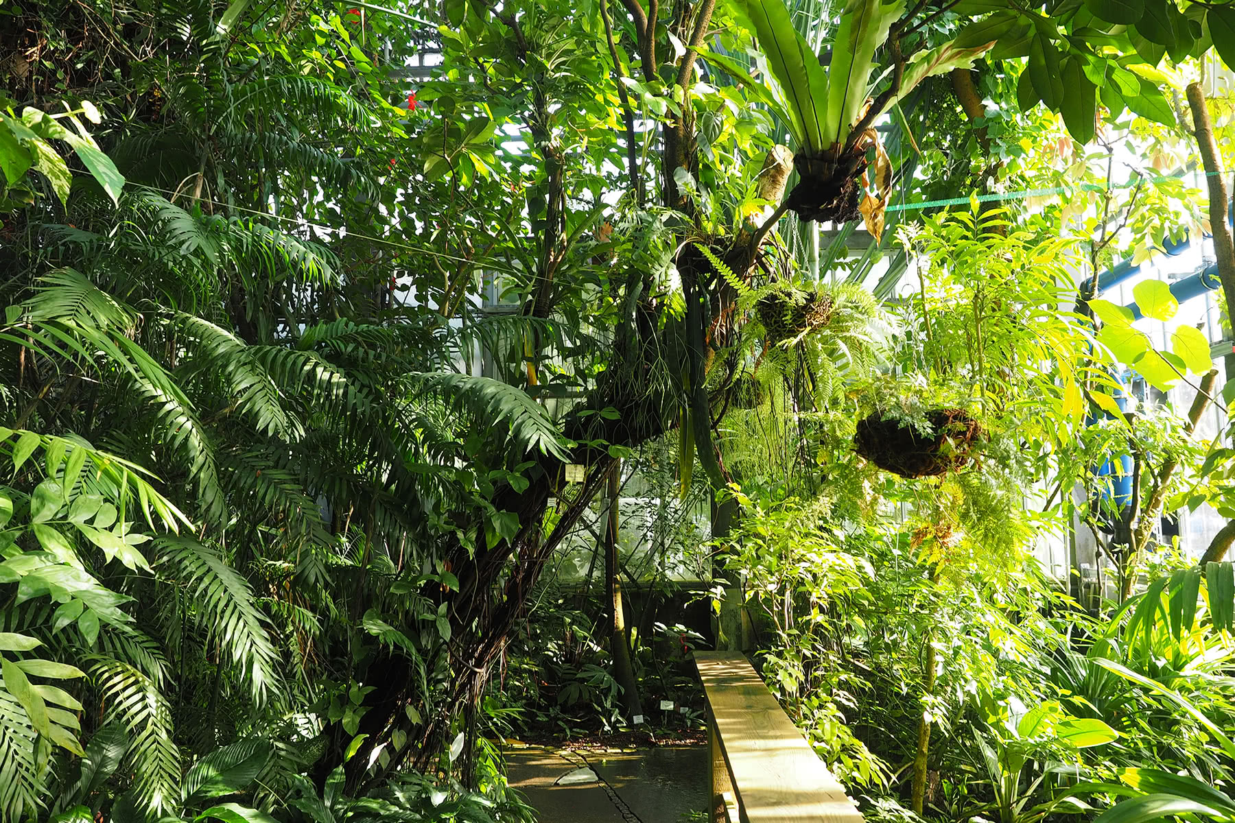 Tropische Gewächshäuser Botanischer Garten Erlangen