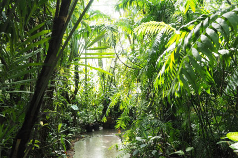 Pflanzliche Vielfalt im Tropenhaus des Botanischen Gartens