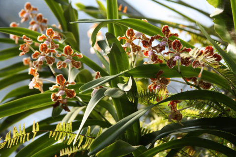 Orchideen im Epiphytenhaus des Botanischen Gartens