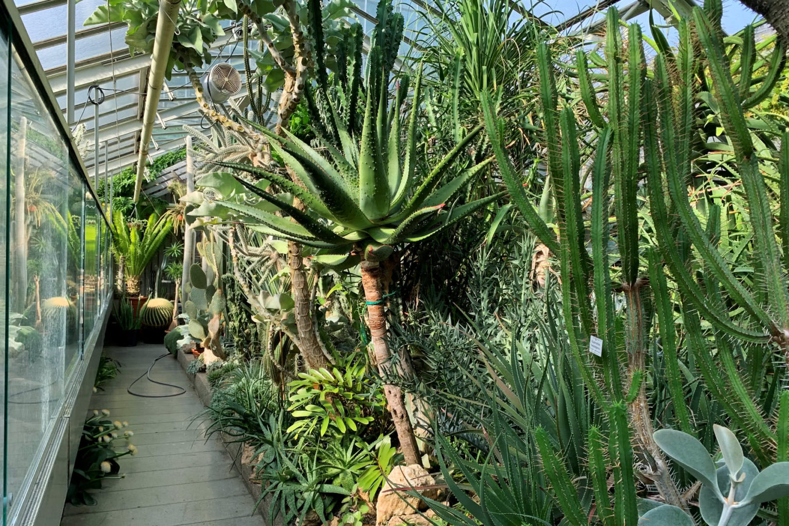 Kakteen und Sukkulente Botanischer Garten Erlangen