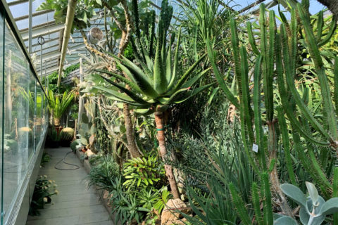 Blick in das Gewächshaus für Kakteen und Sukkulente im Botanischen Garten Erlangen