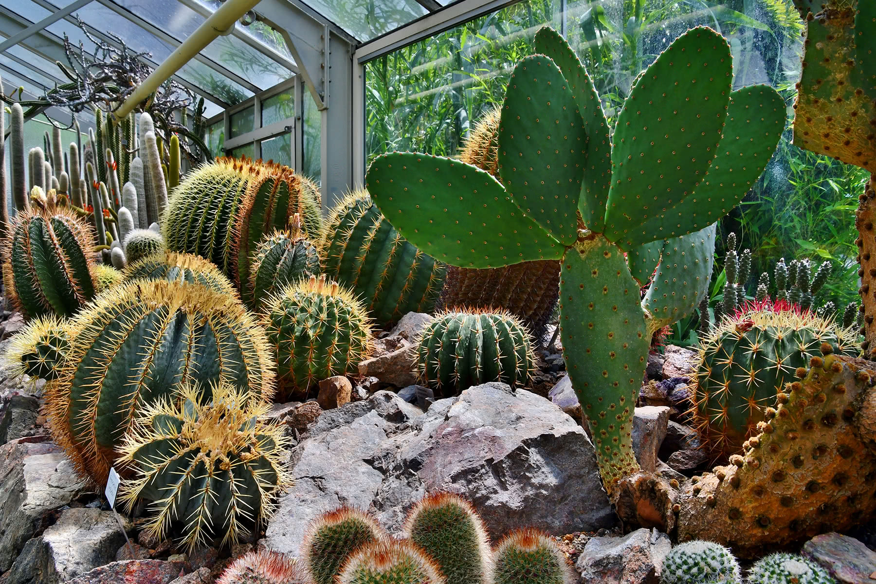 Kakteen und Sukkulente Botanischer Garten Erlangen