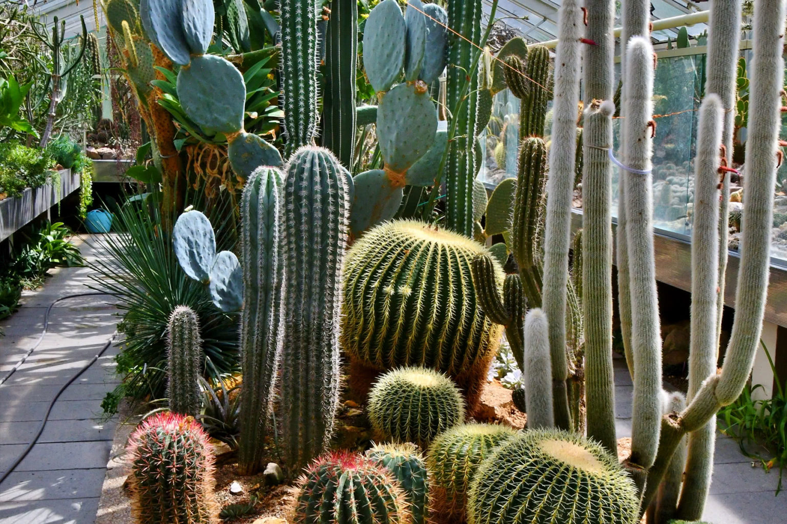 Kakteen und Sukkulente Botanischer Garten Erlangen