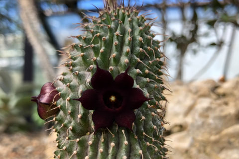 Blüte der Hoodia pilifera in der Gewächshausanzucht