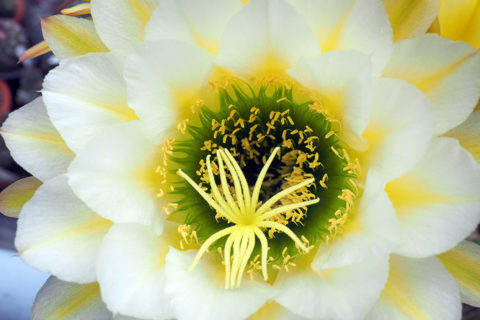 Beeindruckende Blüte des Trichocereus-Hybride `June Noon´ im Kakteenhaus des Botanischen Gartens