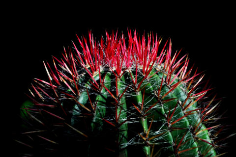 Der Ferocactus pilosus besitzt leuchtend rote Dornen die auf den Rippen angeordnet sind