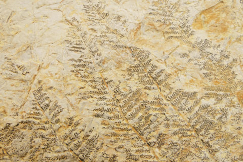 Fossiler Farn, Lehrsammlung `Museum Botanicum´