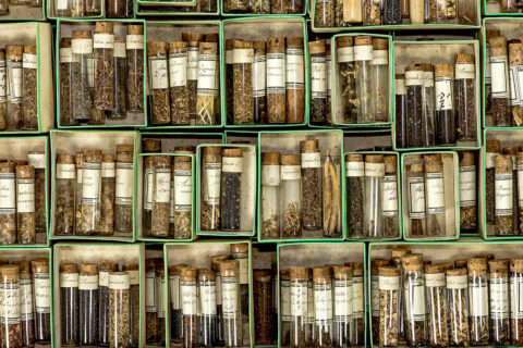 Orchideen-Samen in der Lehrsammlung `Museum Botanicum´ Foto: Danièle Dugré