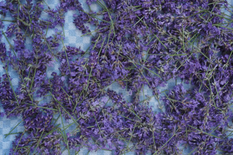 Geerntete Lavendelblüten aus dem Aromagarten für den FAU Aromatix