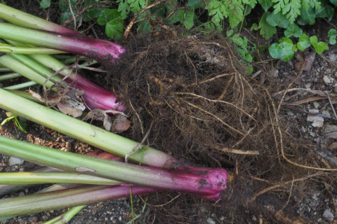 Angelica-Wurzeln aus dem Aromagarten für den FAU Aromatix