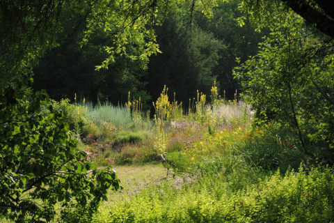 Blick in den Aromagarten der FAU