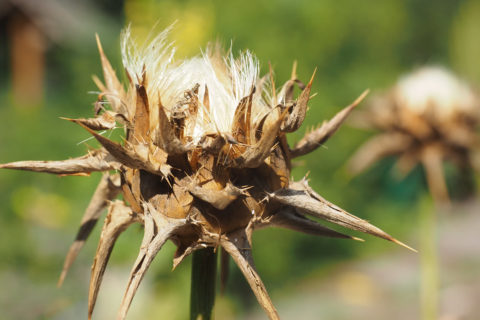 Samen der Mariendistel aus dem Aromagarten für den FAU Aromatix