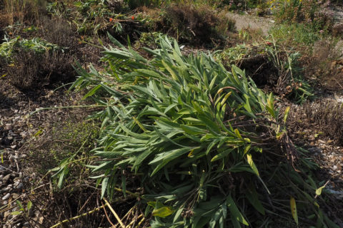 Ernte der Salbei Blätter für den FAU Aromatix im Aromagarten