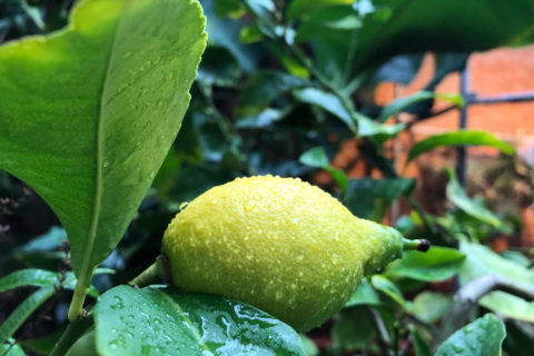 Zitrone im Botanischen Garten Erlangen