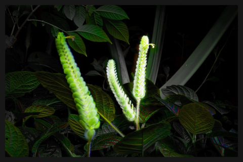 Zum Artikel "Online-Ausstellung `Magisches Licht´"