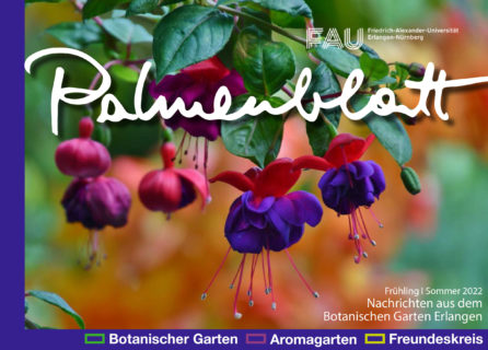 Zum Artikel "Palmenblatt Frühjahr / Sommer 2022"