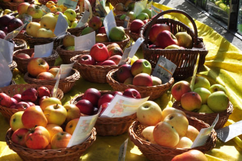 Apfelsortenausstellung in der Winterhalle des BG