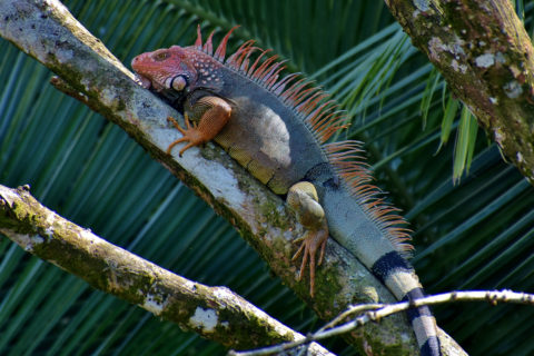 Zum Artikel "¡Pura Vida! Reiseimpressionen aus Costa Rica"