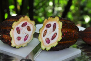 Kakaofrucht im Botanischen Garten