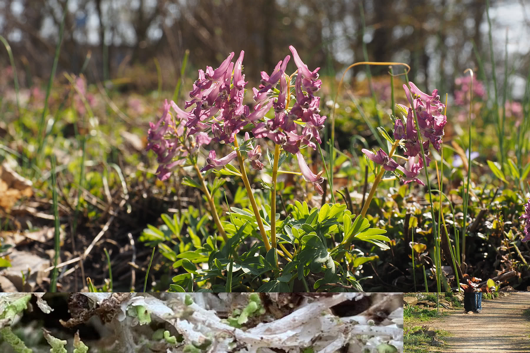 Öffnungszeiten Botanischer Garten Erlangen