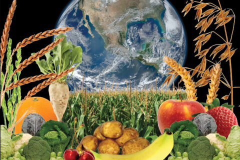 Zum Artikel "Pflanzen ernähren die Welt"