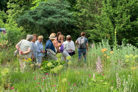 Zum Artikel "Aromapflanzen in der Arzneimitteltherapie"