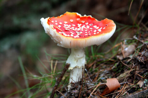 Zum Artikel "Pilz-Führung im Botanischen Garten"