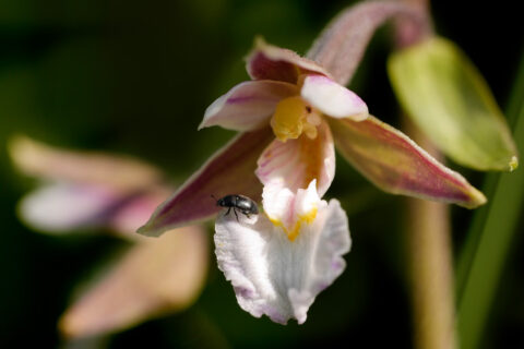 Zum Artikel "Unter Naturschutz – Schätze unserer heimischen Flora"