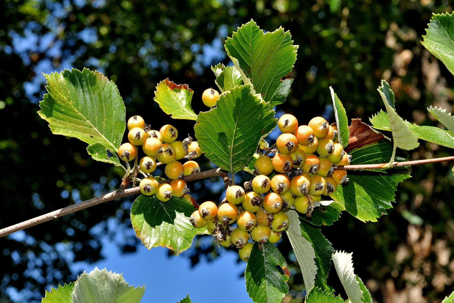 Index Seminum 2023/2024 Botanischer Garten Erlangen